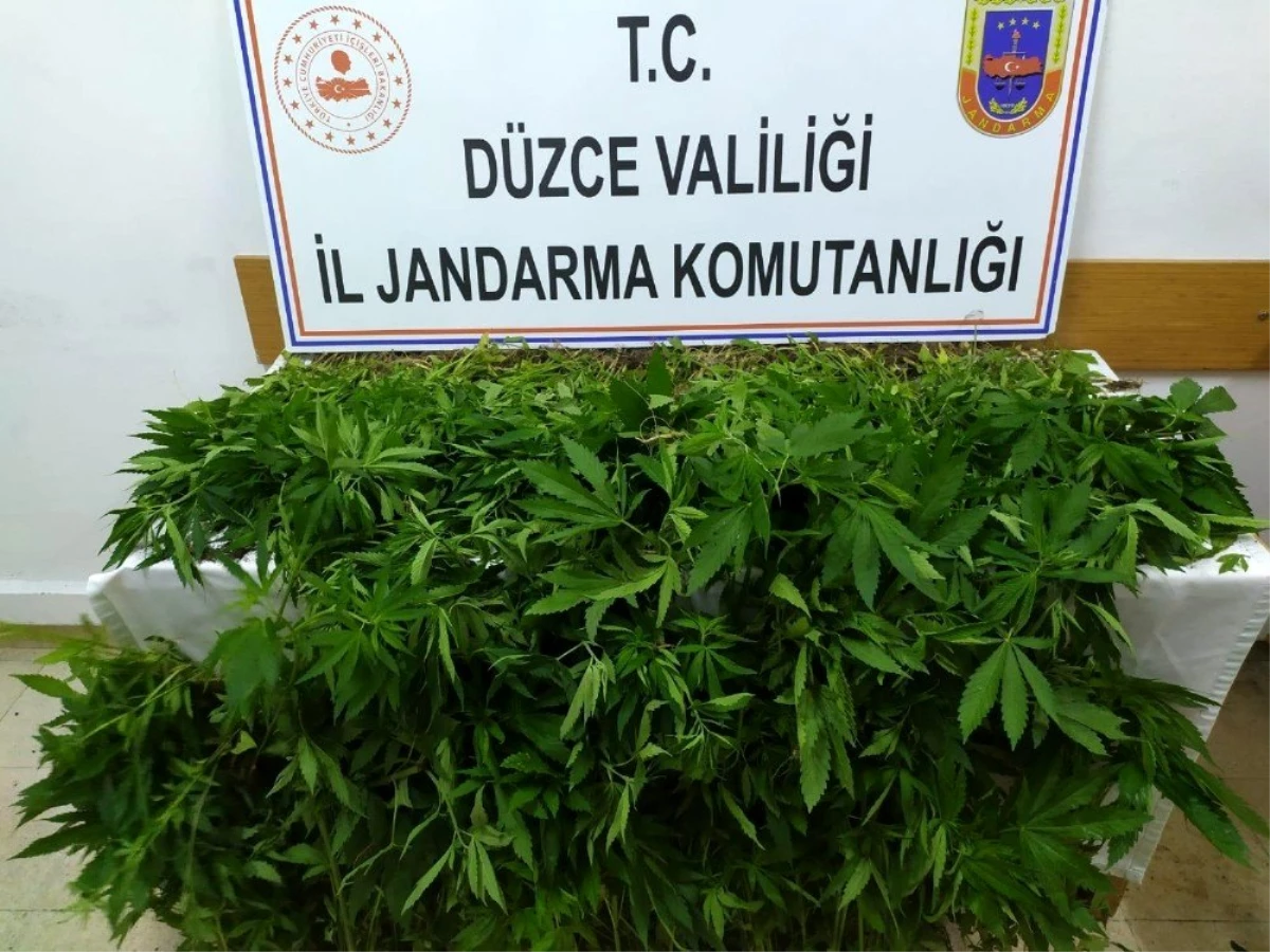 Jandarmadan uyuşturucu operasyonu