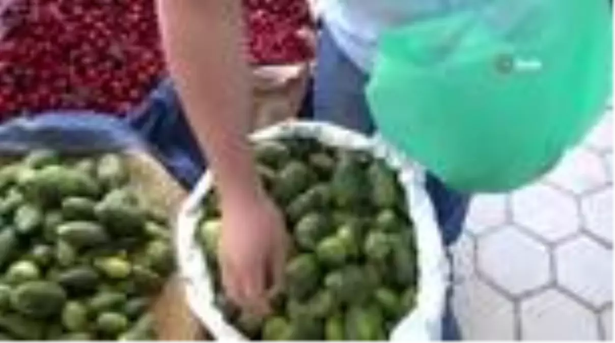 Mardin\'de yetişen acur hediyelik olarak İstanbul\'a gönderiliyor