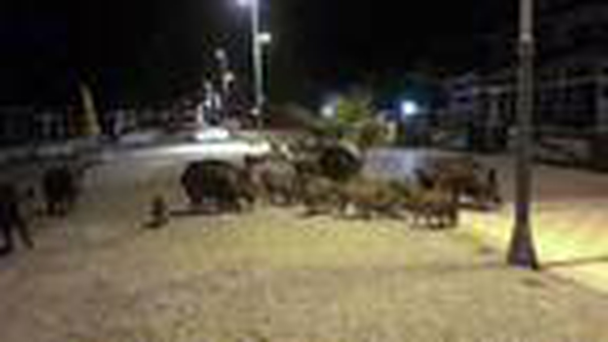Marmaris\'te domuzların sahile indiği anlar kamerada