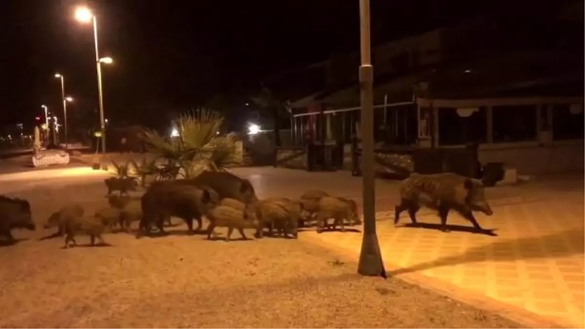 Marmarisliler domuz korkusu yaşıyor