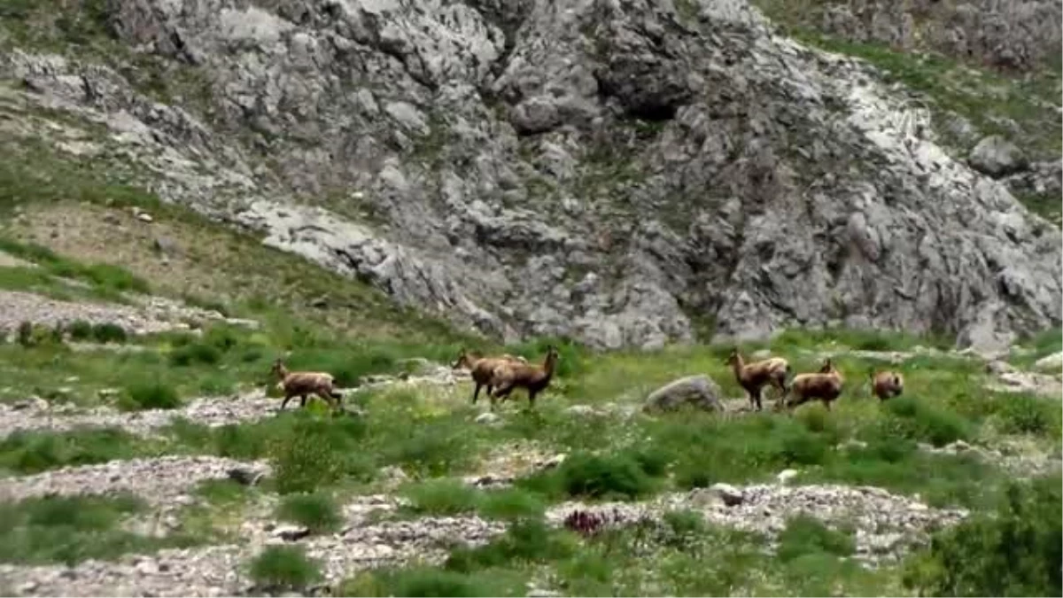 Munzur Dağları\'nda yaban ve çengel boynuzlu dağ keçileri görüntülendi