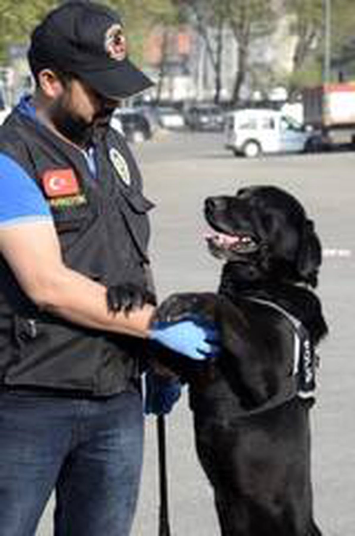Narkotik köpeği \'Dark\' göz açtırmıyor