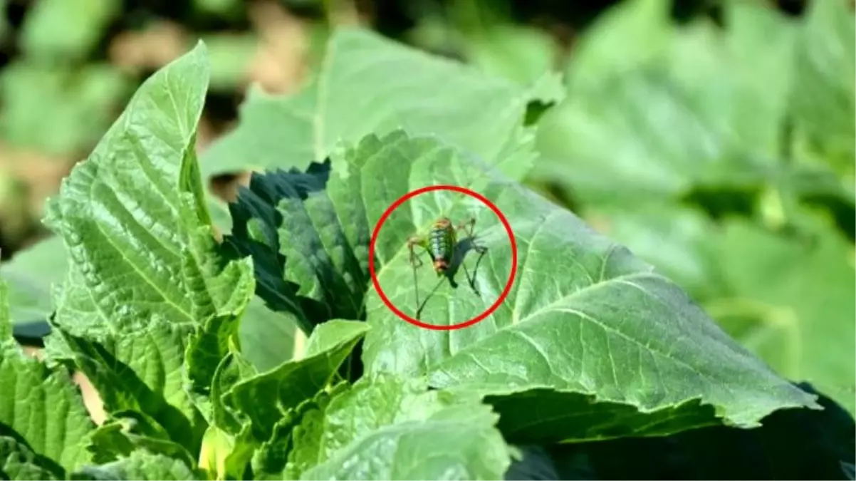 Tekirdağ\'da tarla basan çekirgeler, ayçiçeği mahsullerine büyük oranda zarar verdi