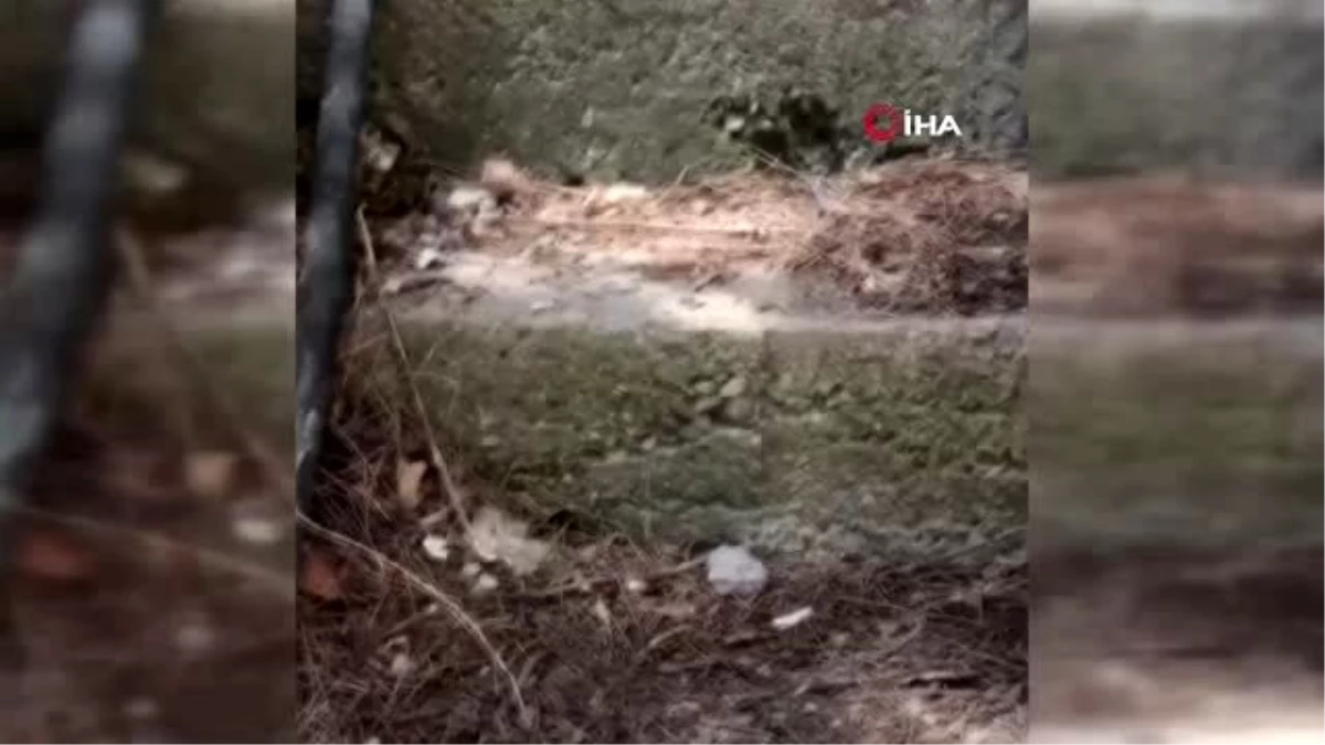 Yılanın köpeğe saldırması kameralara yansıdı