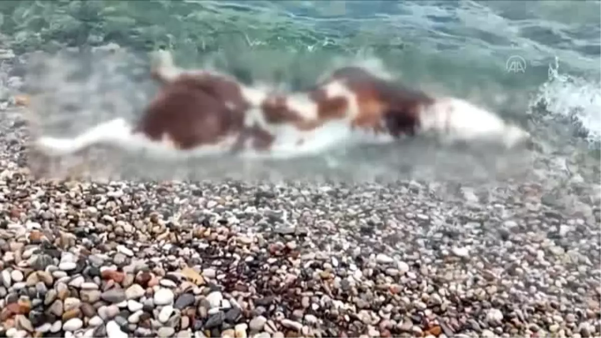 Çeşme\'de sahilinde, ölü inek bulundu