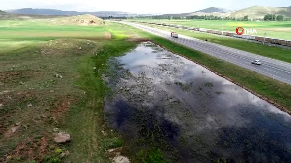 Göçmen kuşlar araç trafiğine aldırış etmedi