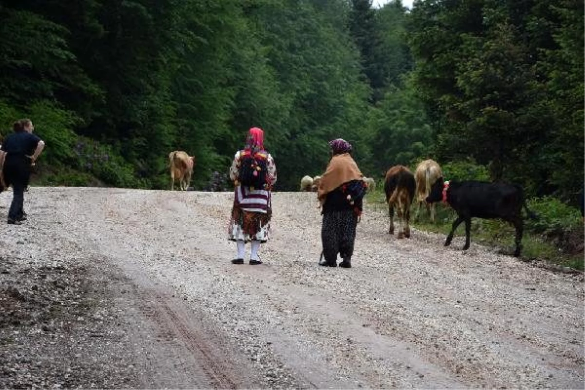 Hendek\'te, 1725 rakımlı yaylaya hayvanlarla göç