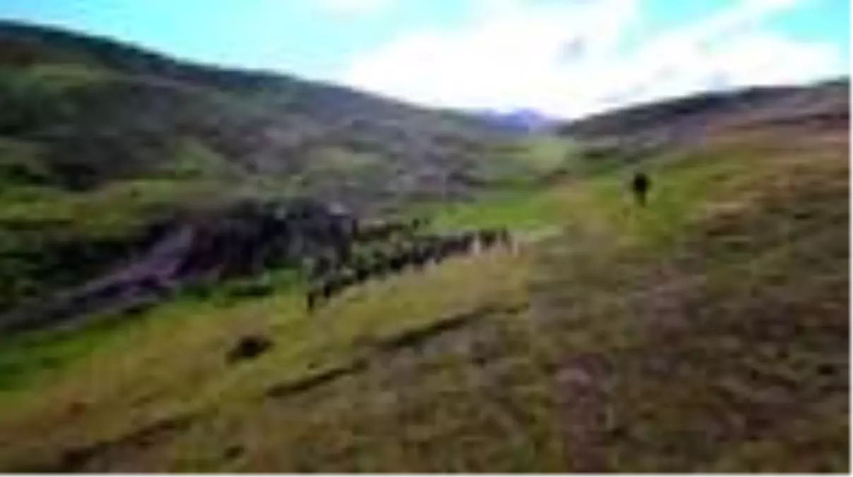 Son dakika... Çoban Hasan\'ın yaylada keçileriyle mutlu yaşamı