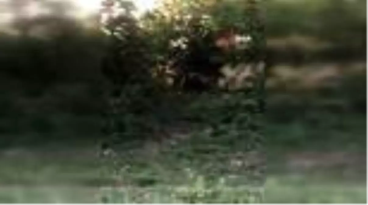 Son dakika... Domuz teline takılan ayı ekipleri seferber eti