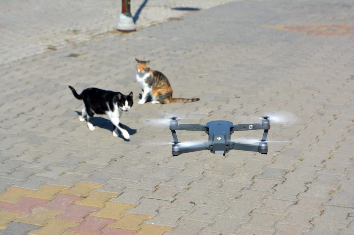 Meraklı kedilerin drone ilgisi