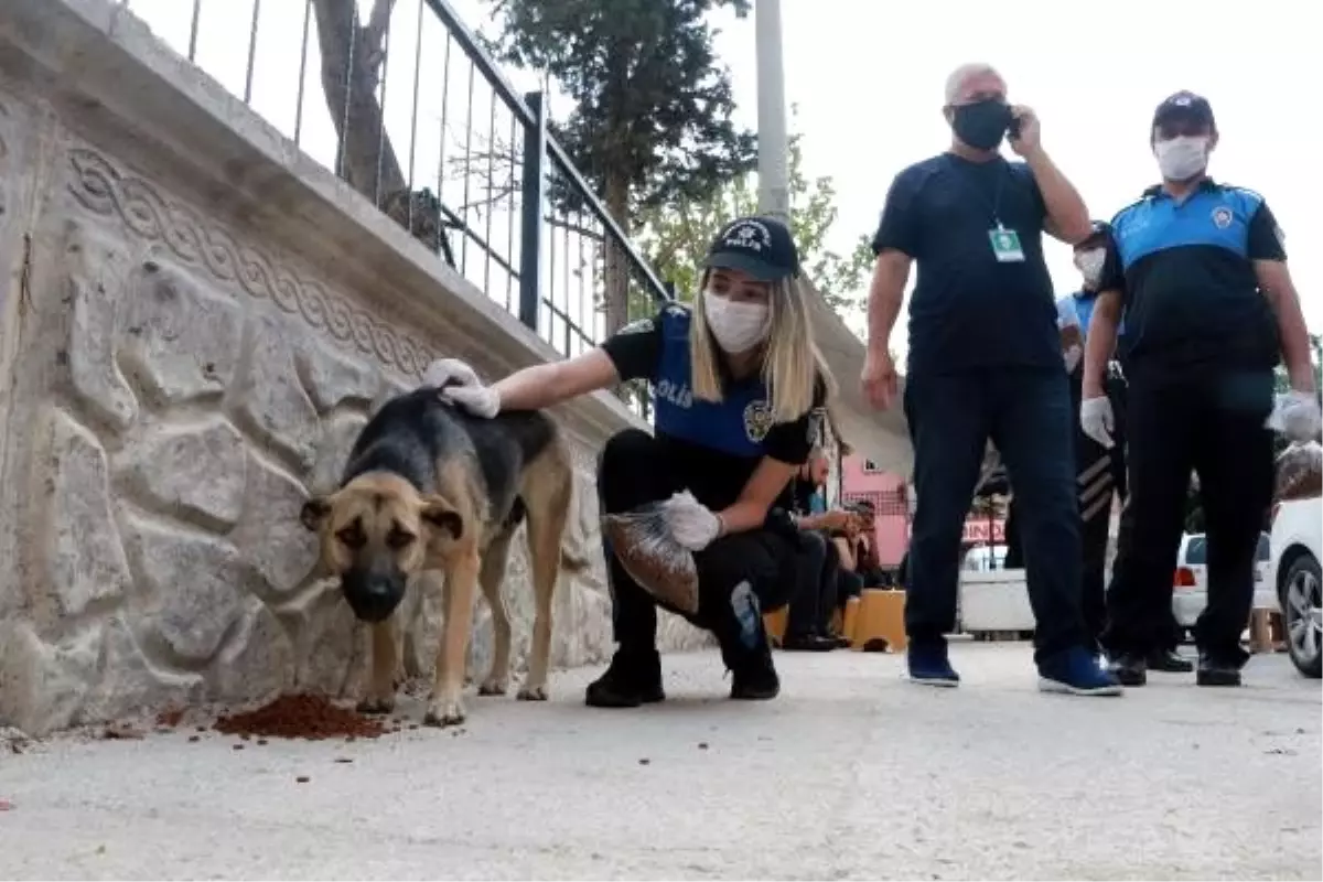 Adana polisi sokak hayvanlarını besledi