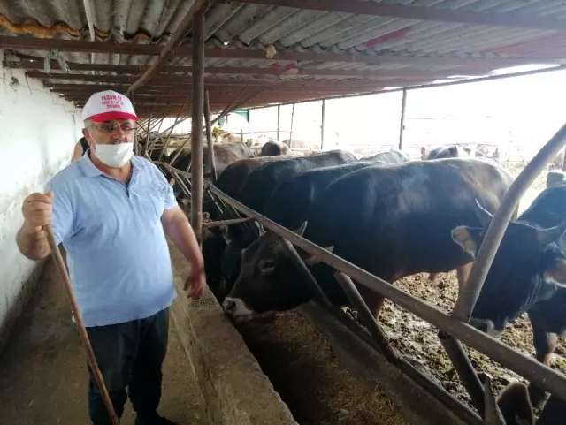 Amasya'da el sıkışmadan 'değnekle' kurban pazarlığı - Son ...