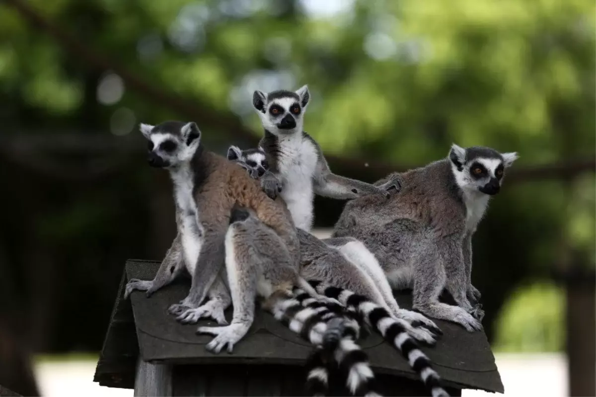 Bursa Hayvanat Bahçesi\'nde yaşayan lemur ailesinin 5 yavrusu dünyaya geldi