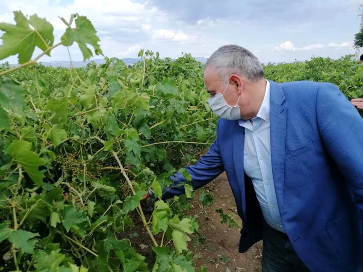 Dolunun zarar verdiği bağlarda inceleme