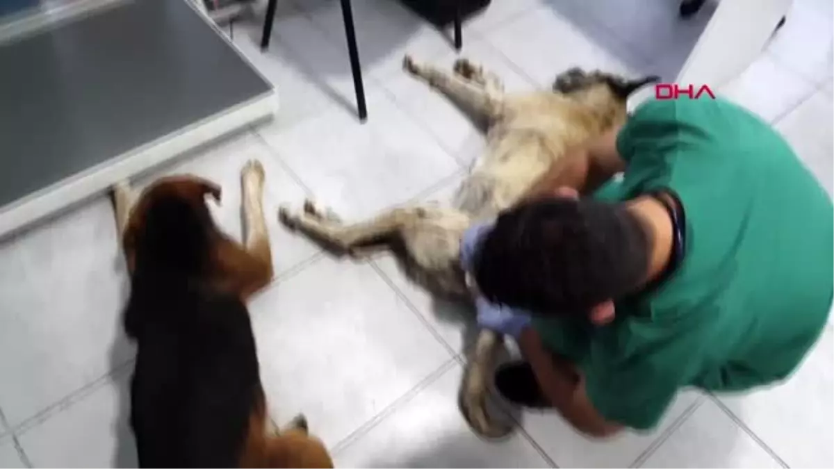 DÜZCE Çöplükte zehirlenmiş halde bulunan köpekler kurtarılamadı