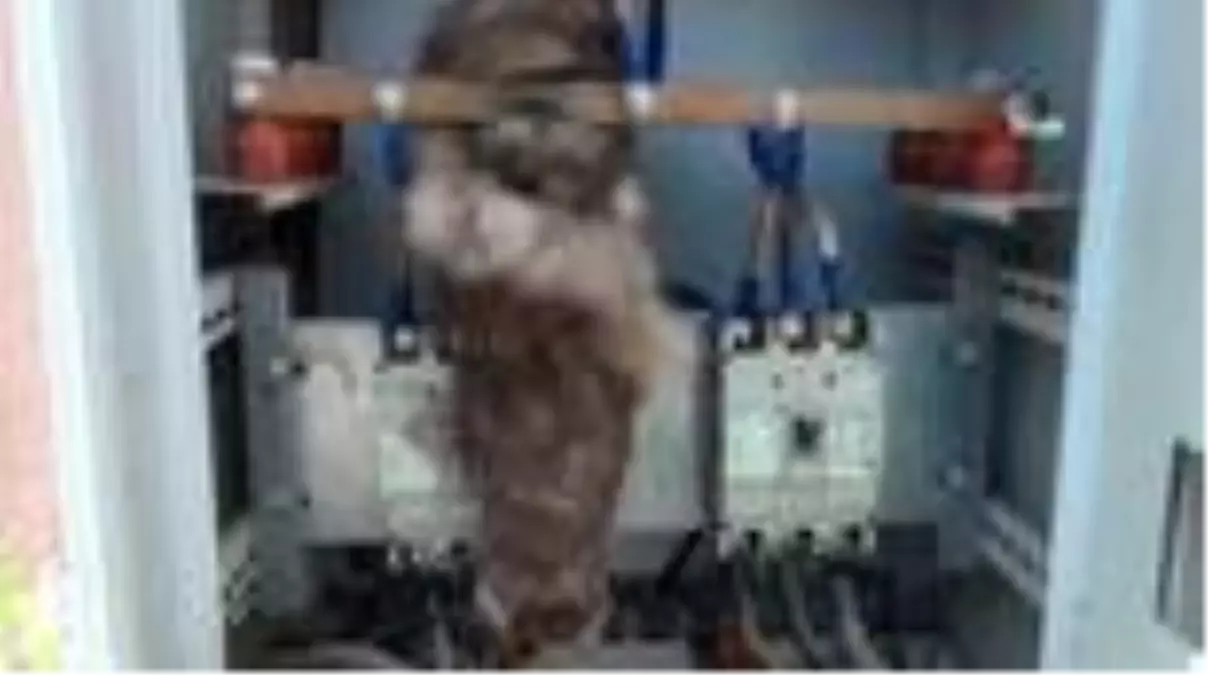 Elektrik panosuna giren sansar akıma kapılıp telef oldu