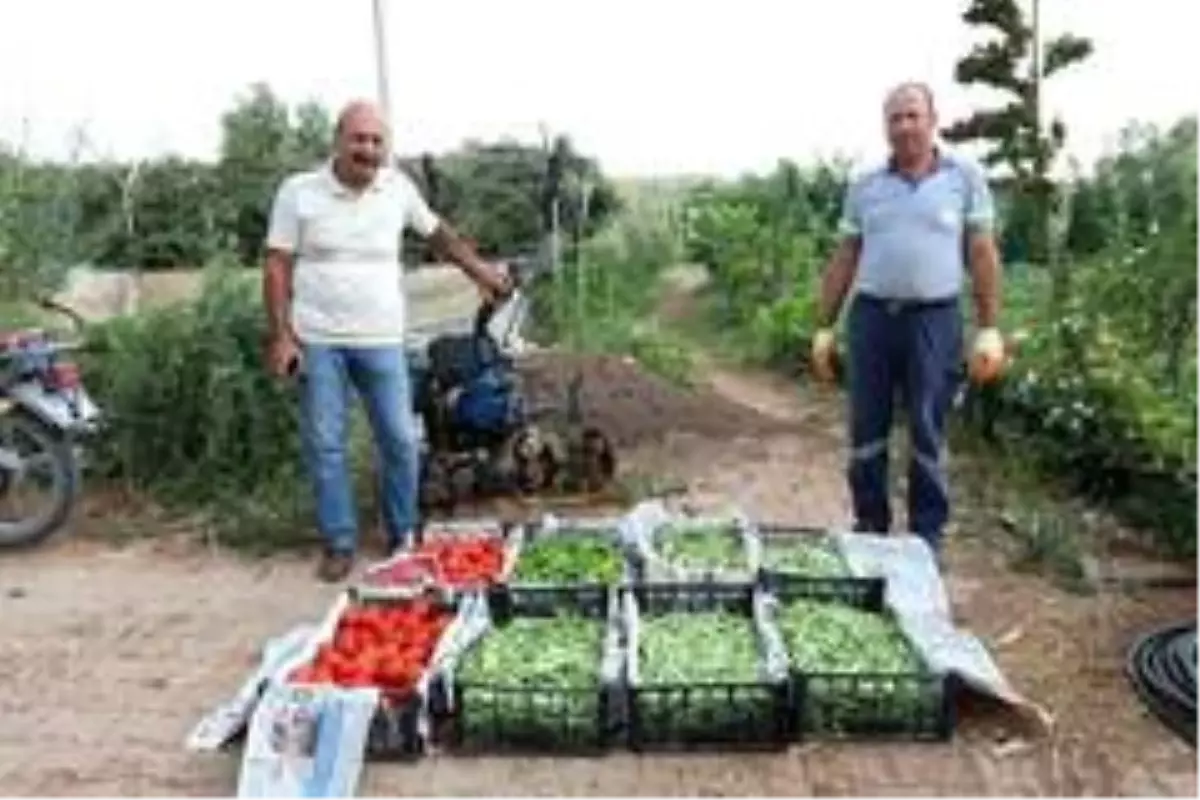 Gönüllü serasında üretilen ürünlerle, ihtiyaç sahiplerine yemek yapılıyor