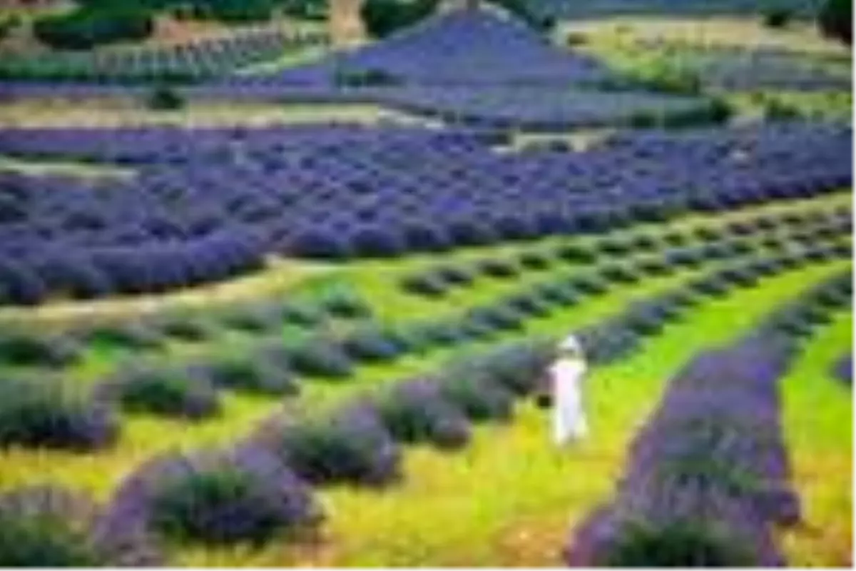 Son dakika haberleri... Isparta, Kültür Portalı\'nda mayıs birincisi oldu