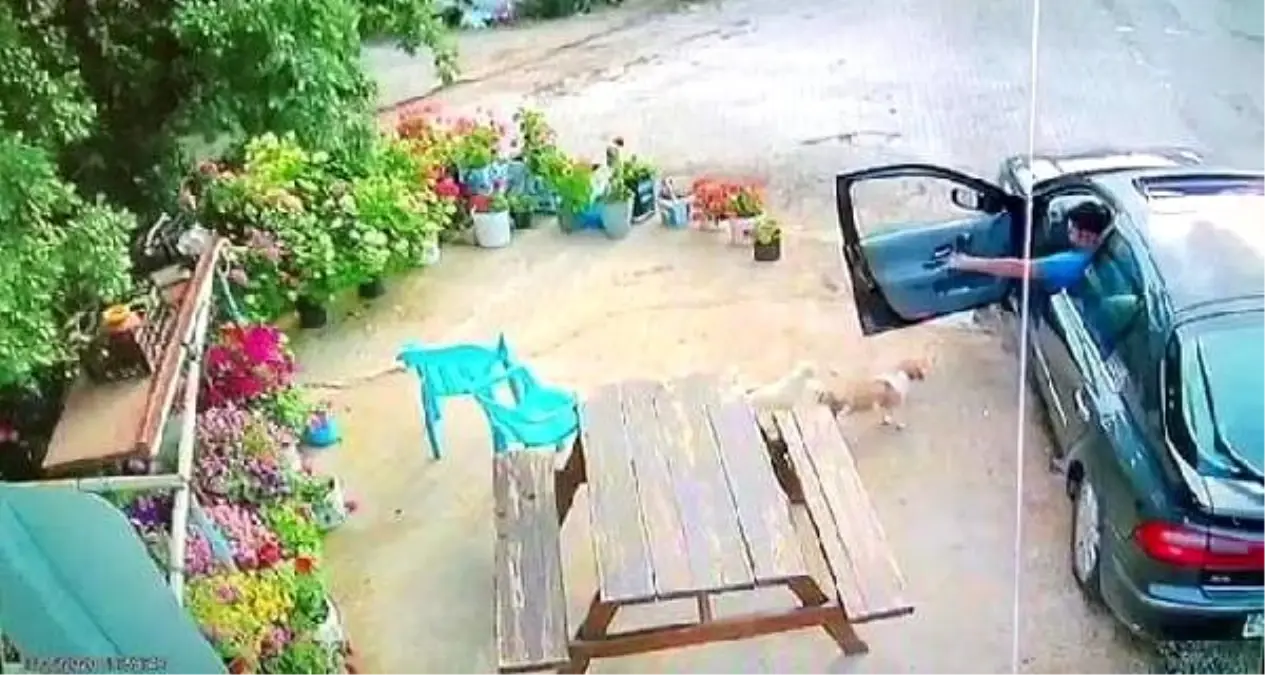 Köpek hırsızlığı kamerada