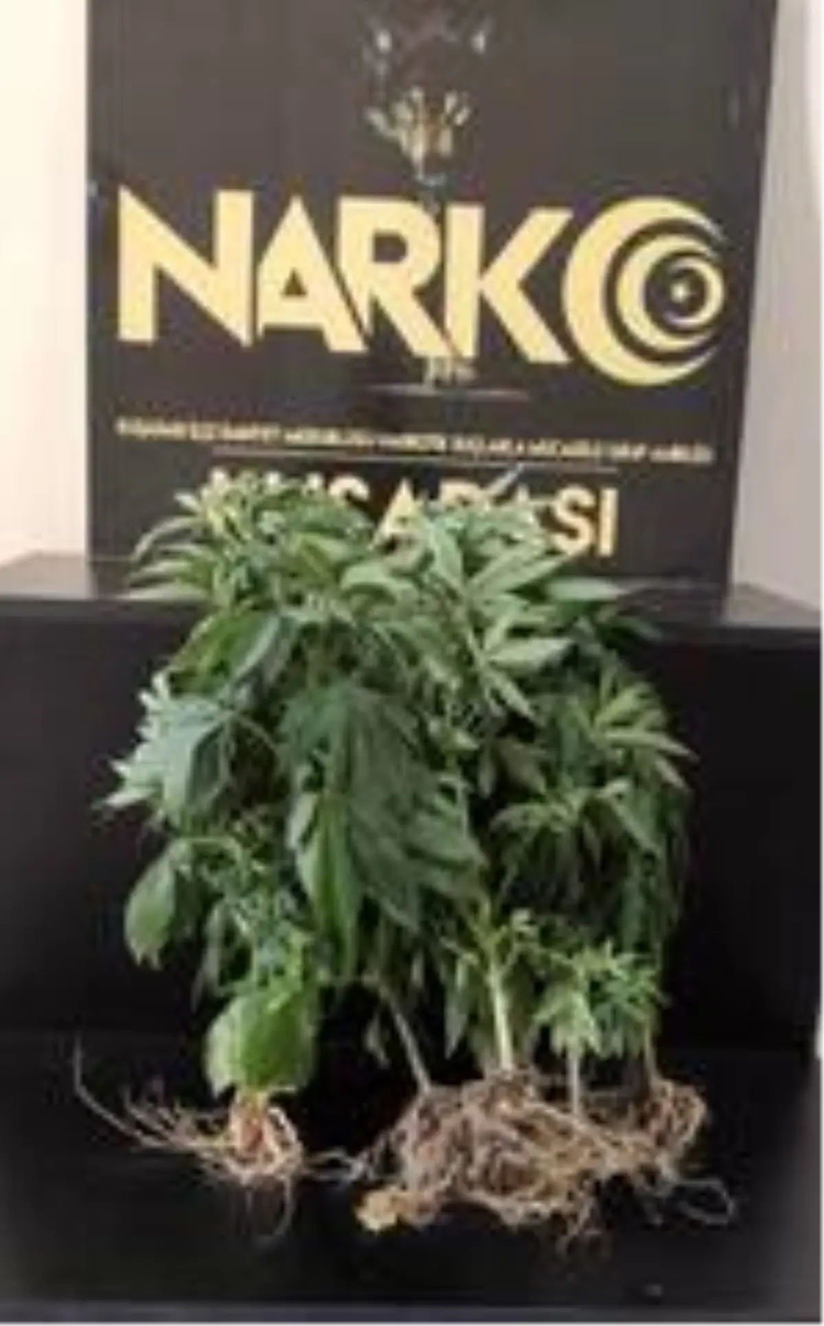 Son dakika... Kuşadası\'nda yatak odasında hint keneviri yetiştiren şüpheli gözaltına alındı