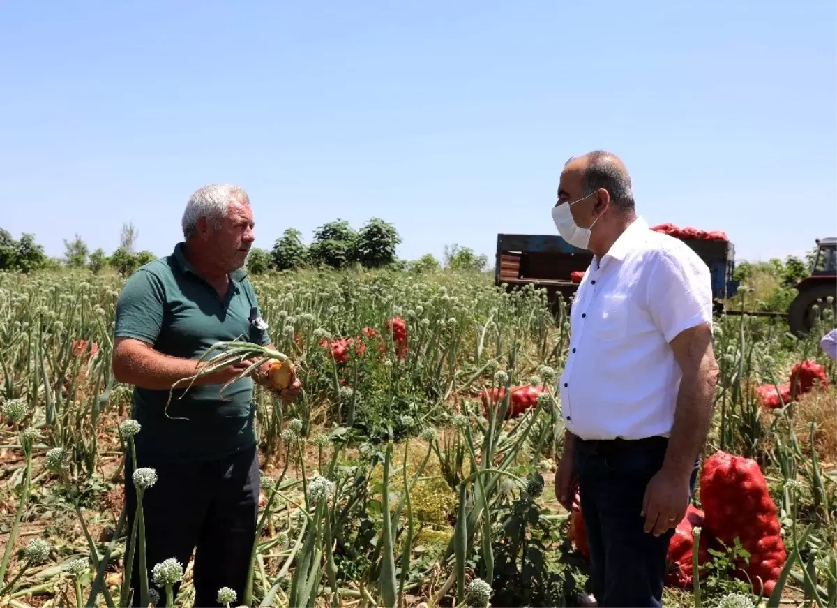 Mudanya Belediyesi çiftçiden aldığını ihtiyaç sahibine dağıtacak