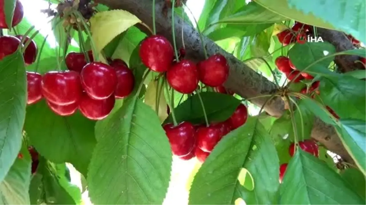 Tescilli Salihli Kirazının, Avrupa ve Uzak Doğu yolculuğu başladı