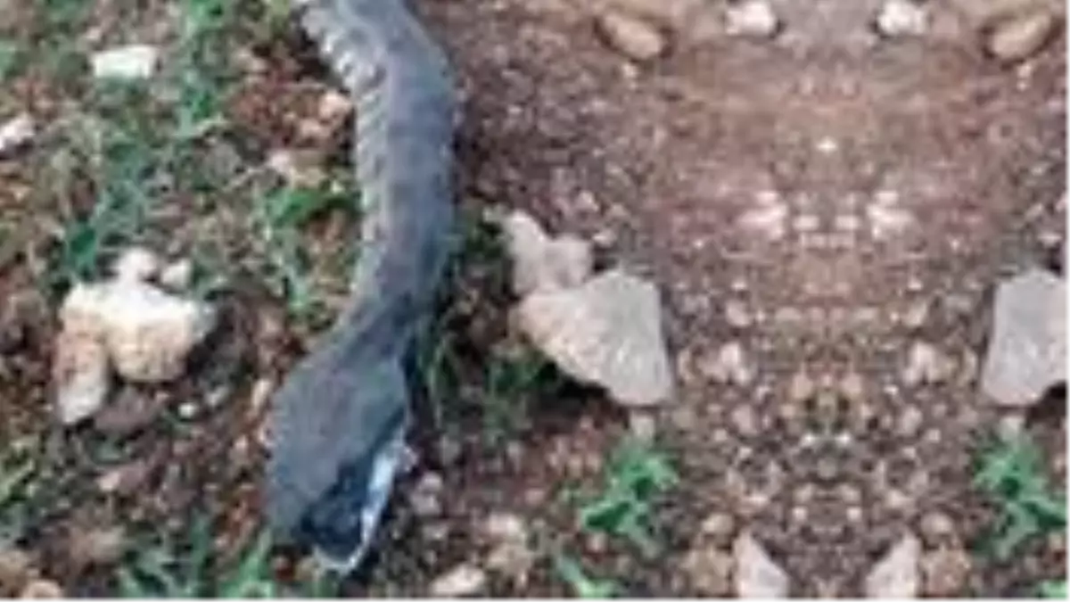 Ahıra girmek isteyen 3 metrelik engerek yılanı öldürüldü