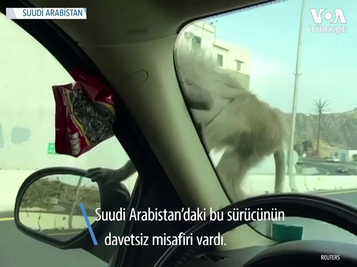 Babunların Suudi Arabistan\'da Yiyecek Nöbeti