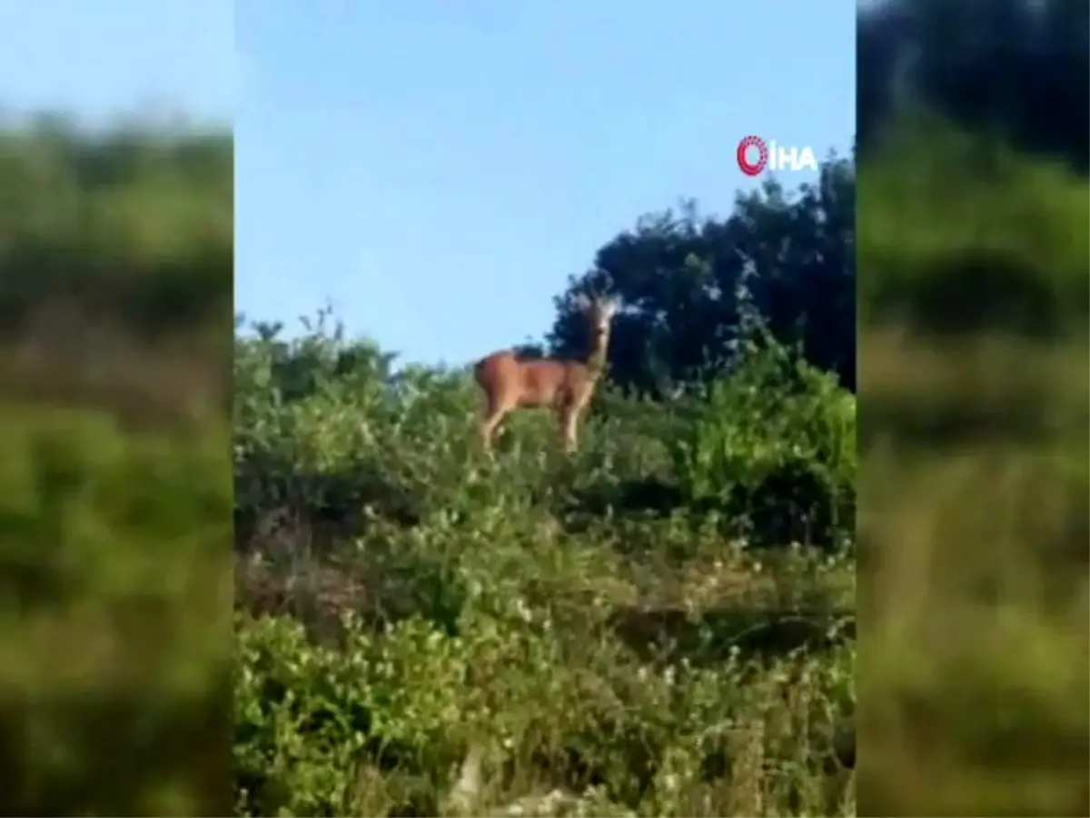 İstanbul\'da şaşırtan görüntü, otoban kenarında karaca görüntülendi