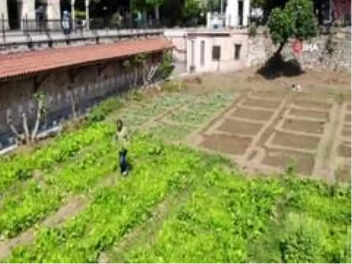 Son dakika haberi... İstanbul\'un göbeğinde 5 asırlık bostan