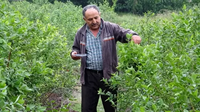 Bursa'da yaban mersini yetiştiren çiftçi, ürünlerini kilosu 50 liradan dalında satıyor