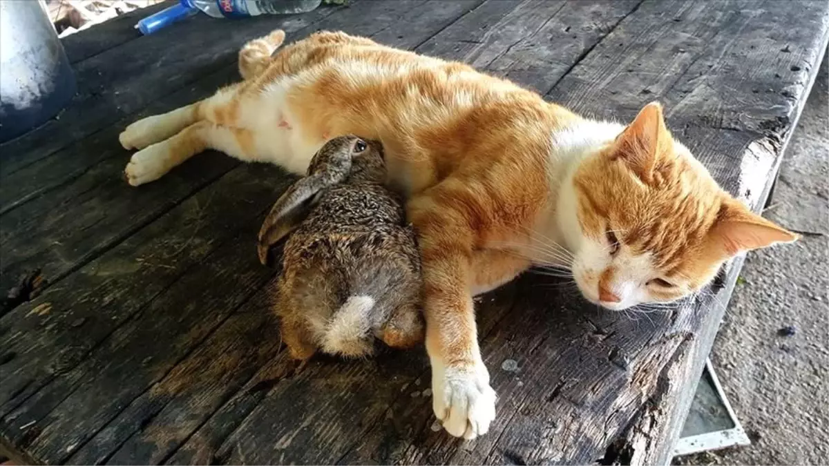 Ev kedisi, tarlada bulunan tavşan yavrusuna annelik ediyor