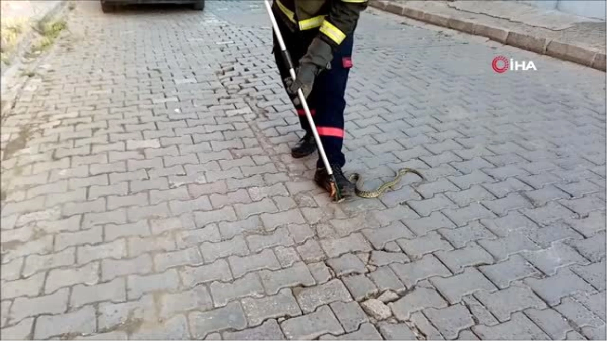 Prof. Dr. Temel Göktürk: "Yılan popülasyonlarında çok bir artış yok, yiyecek aradıkları için bu...