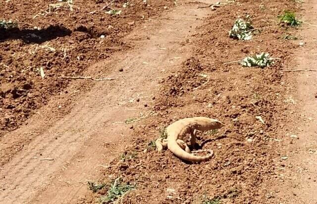 Şanlıurfa'da çöl varanı görüldü