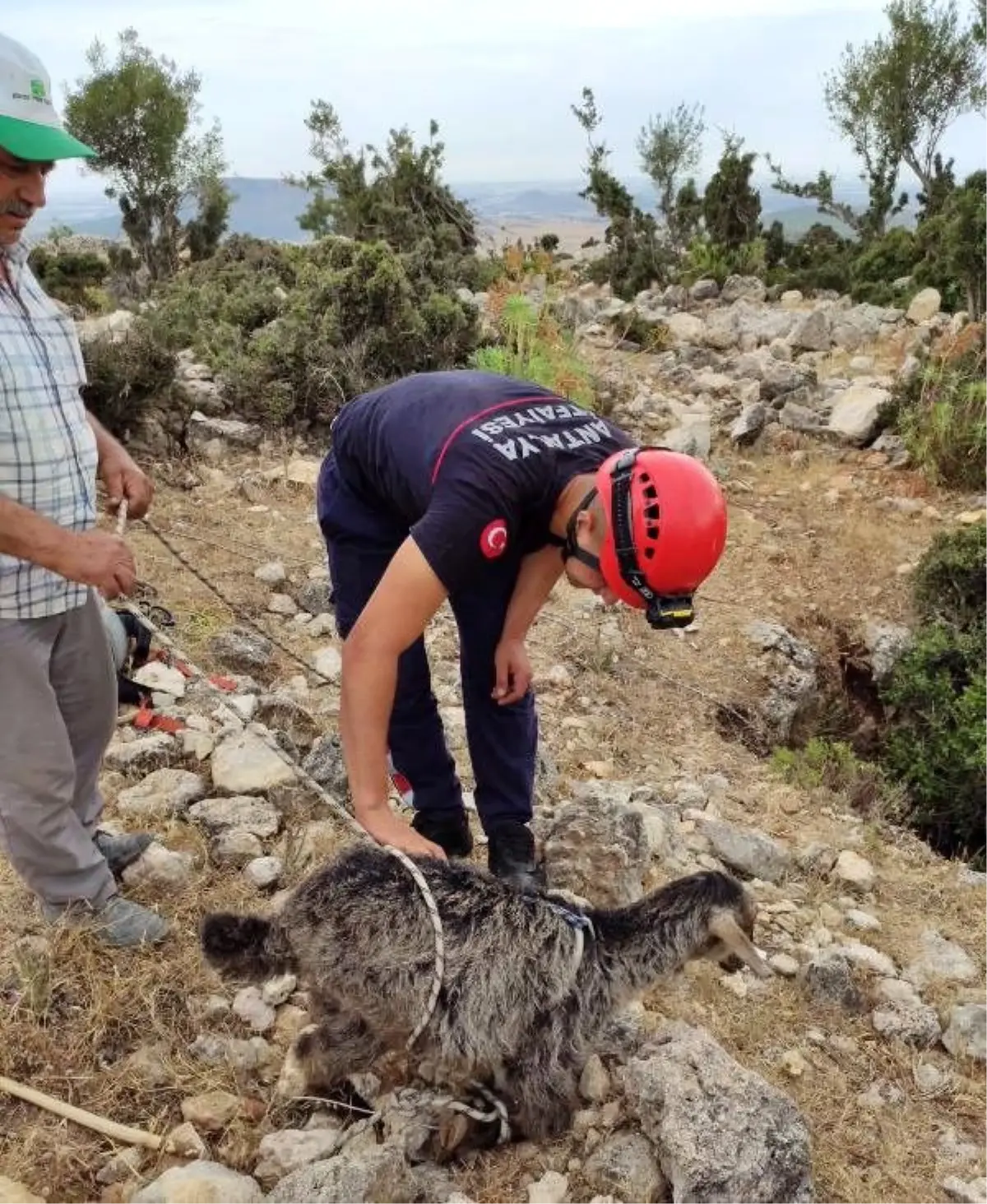 Sarnıca düşen kuzuya, 3 saatlik kurtarma operasyonu