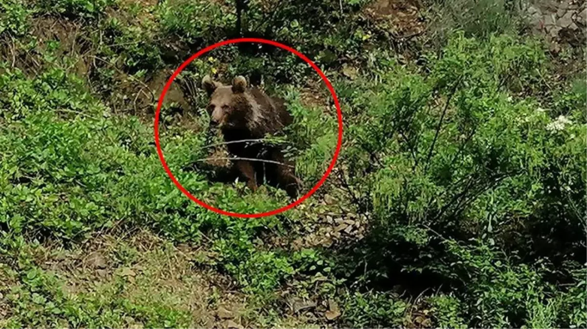 Yolda gördüğü ayıyı öpücükle çağıran vatandaş karşılık bulamadı