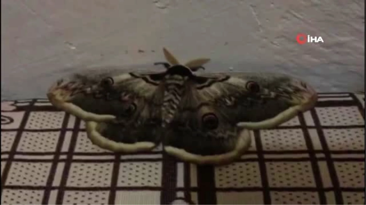Son dakika haberi | 15 santimlik dev kelebek görenleri şaşkına çeviriyor