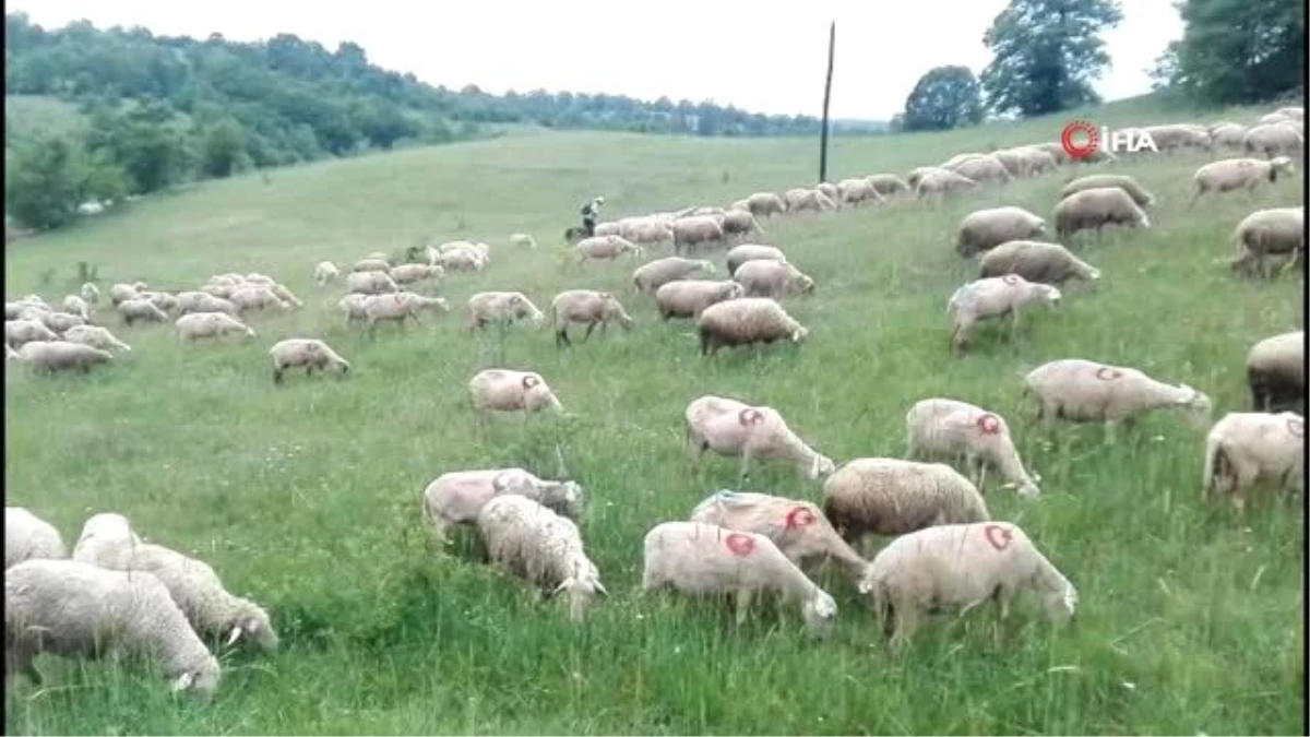 300 koyununa tek tek ay yıldız çizdi