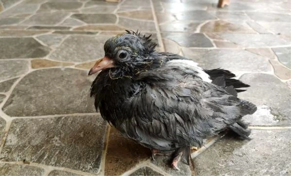 Boruya sıkışan yavru güvercini itfaiyeciler kurtardı