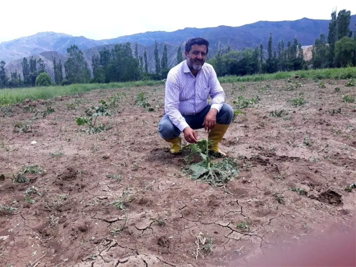 Dolu, bal kabağı tarlarına zarar verdi