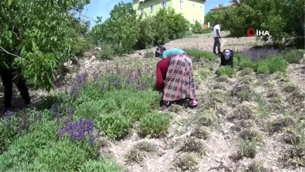 Karbasan köyü, Kütahya\'nın adaçayı üretim merkezi oldu