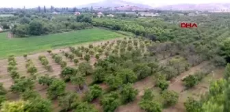 KONYA Beyaz kiraz hasadı başladı