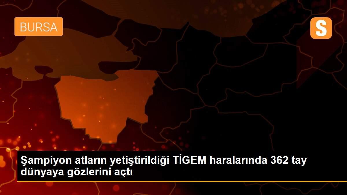 Son dakika haber! Şampiyon atların yetiştirildiği TİGEM haralarında 362 tay dünyaya gözlerini açtı