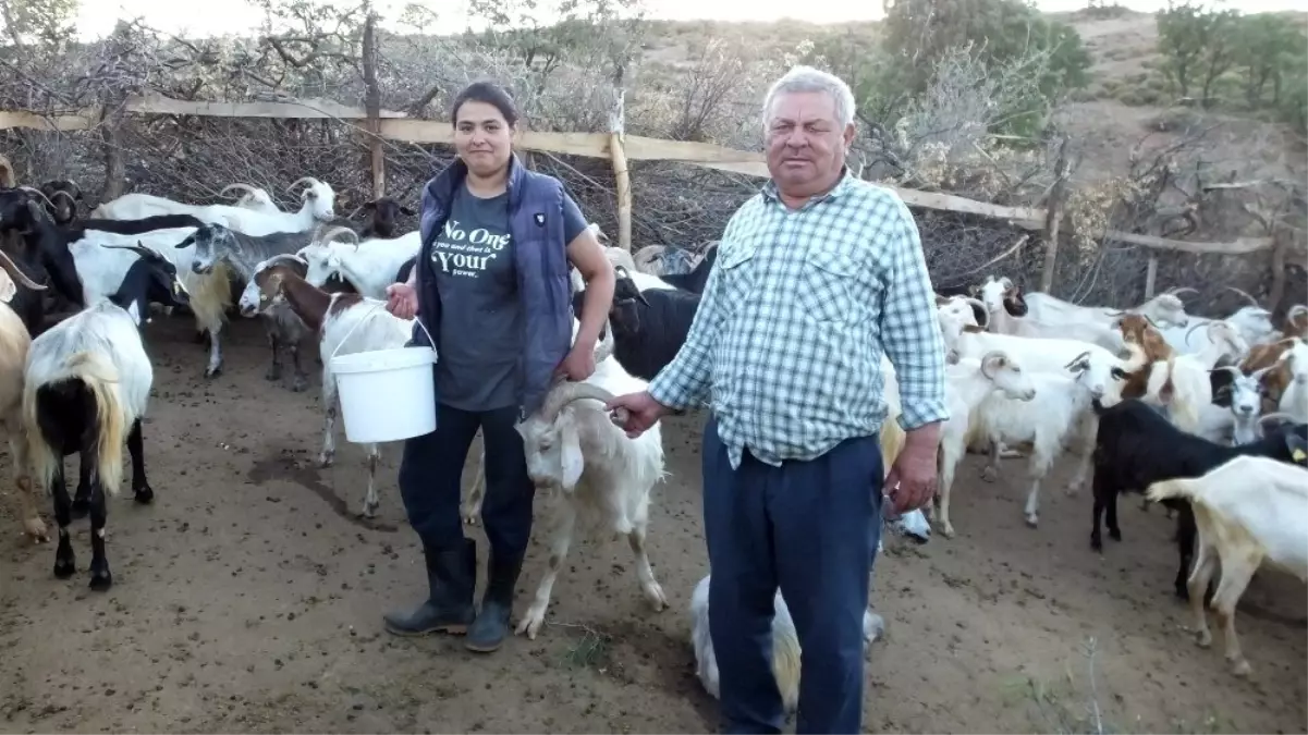 Süt fiyatlarının artması keçi fiyatlarını katladı