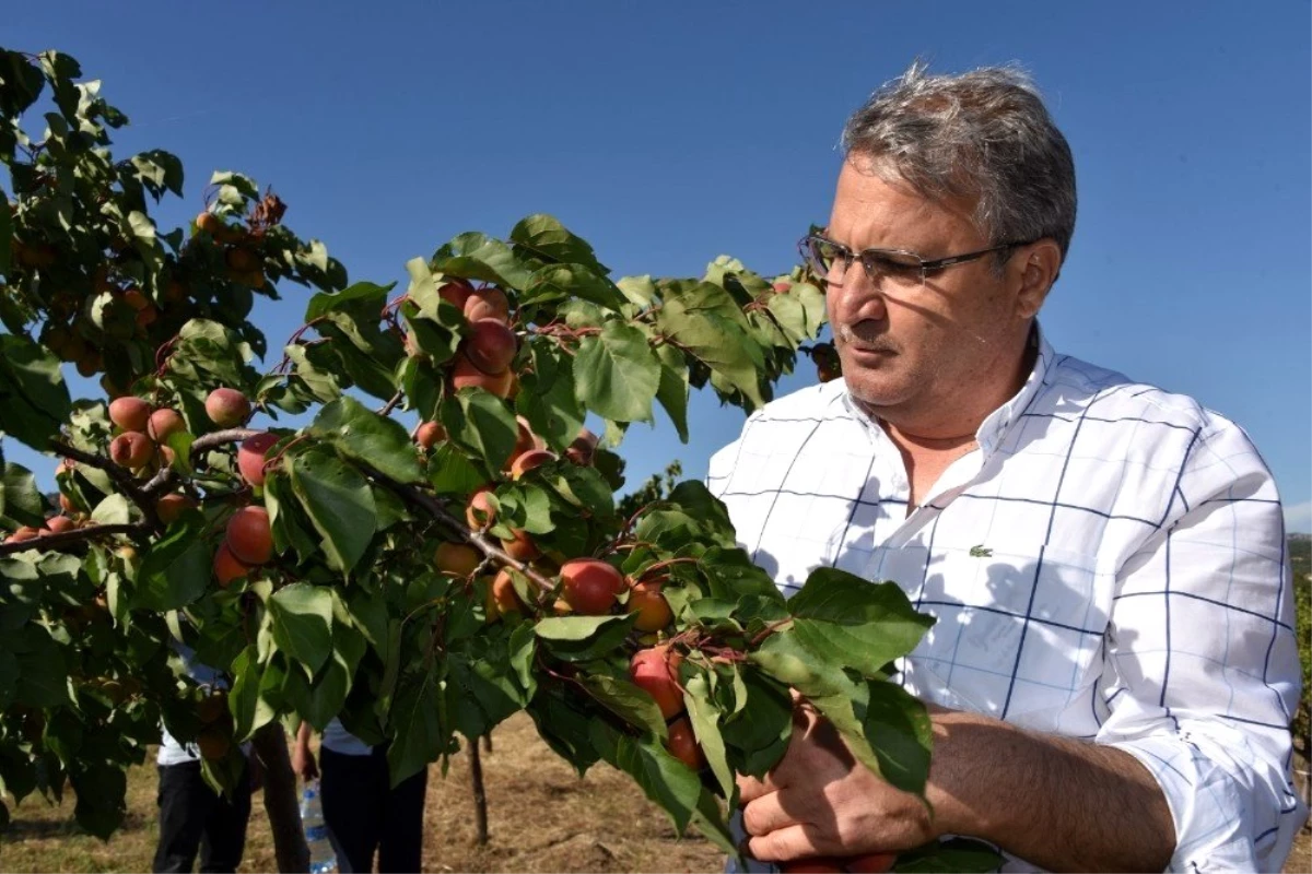 Yunusemre Belediyesi Yuntdağı\'nda meyveciliği geliştirecek