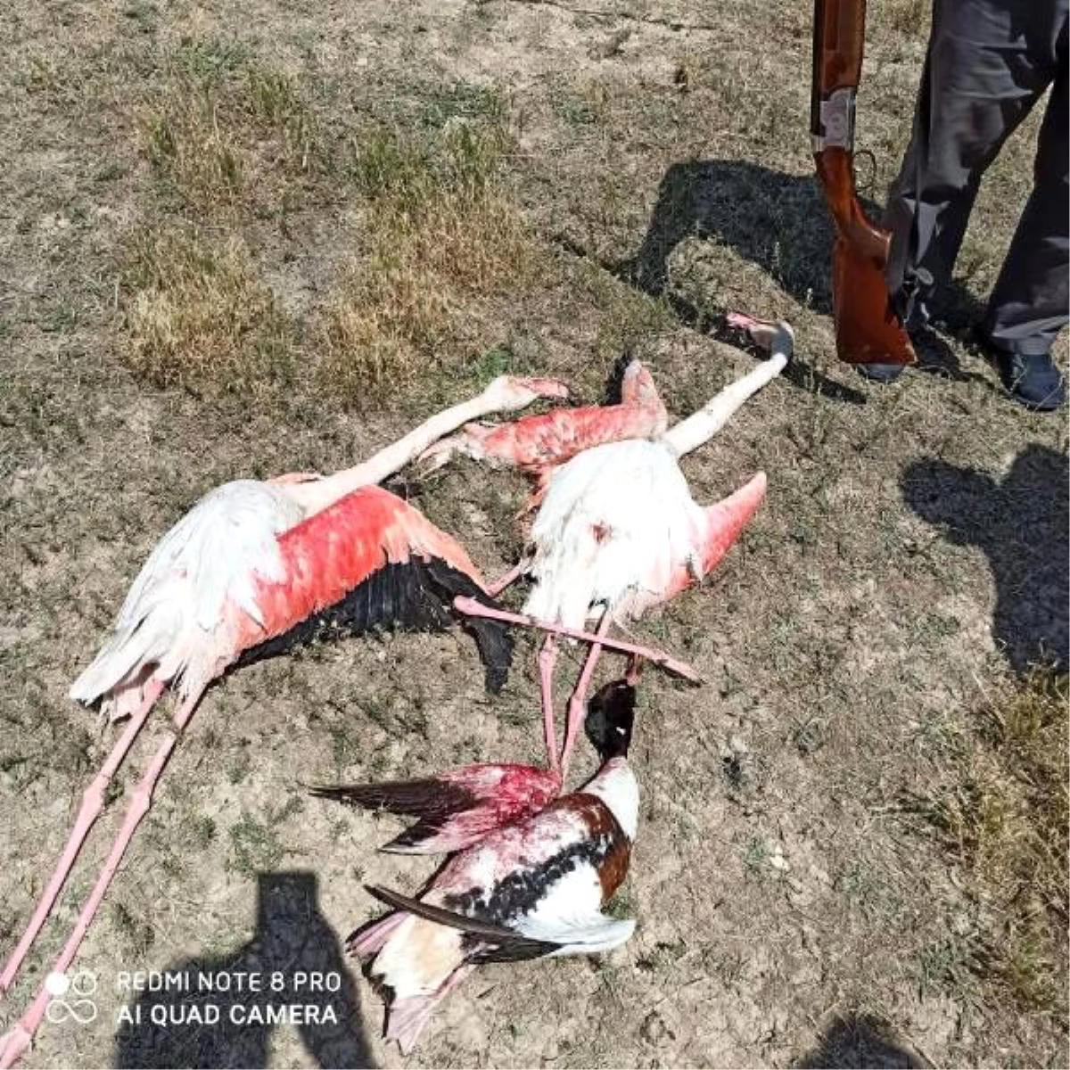 2 flamingo ve 1 suna kuşunu tüfekle vuran kişiye 13 bin TL ceza