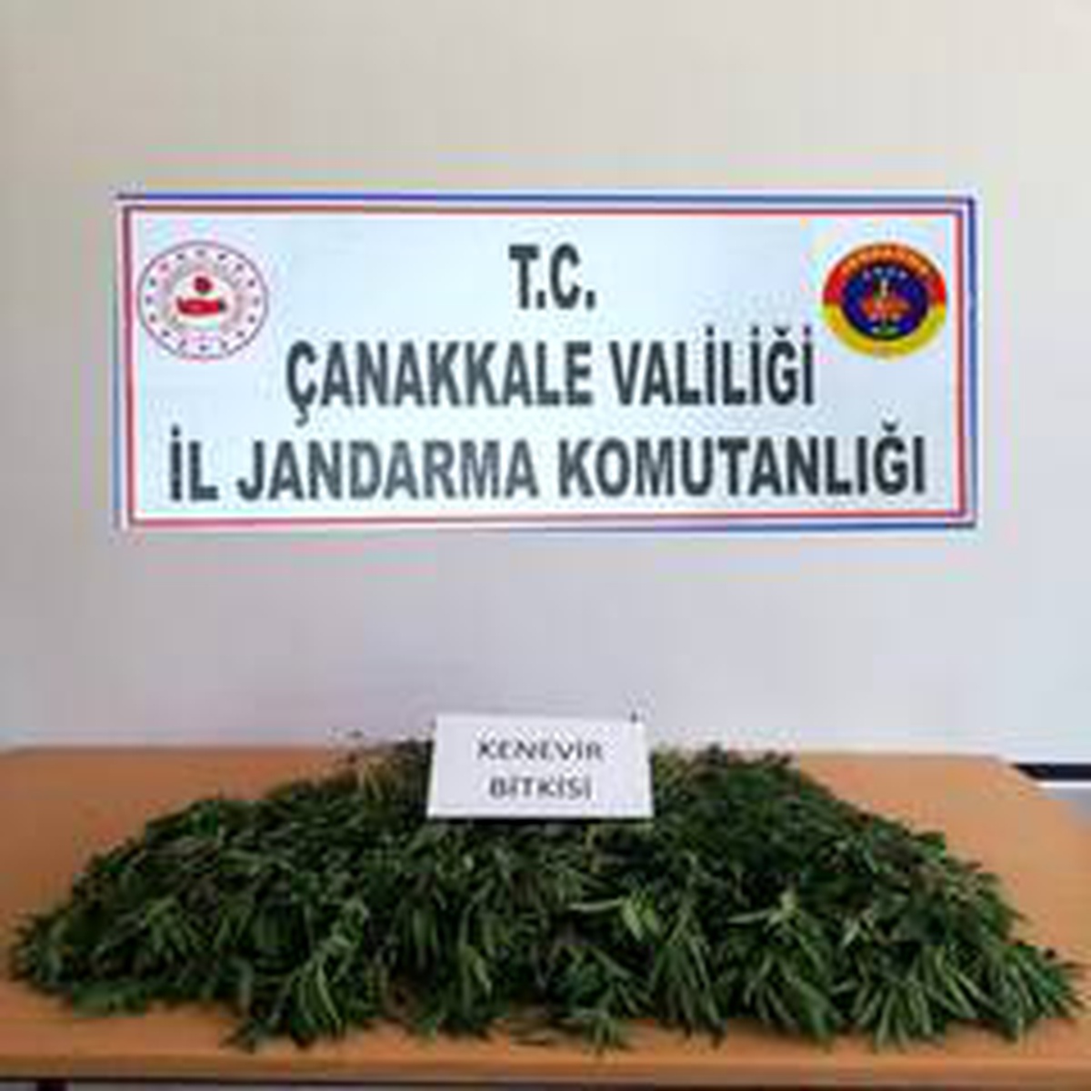 Ayçiçek tarlasından 259 kök kenevir çıktı