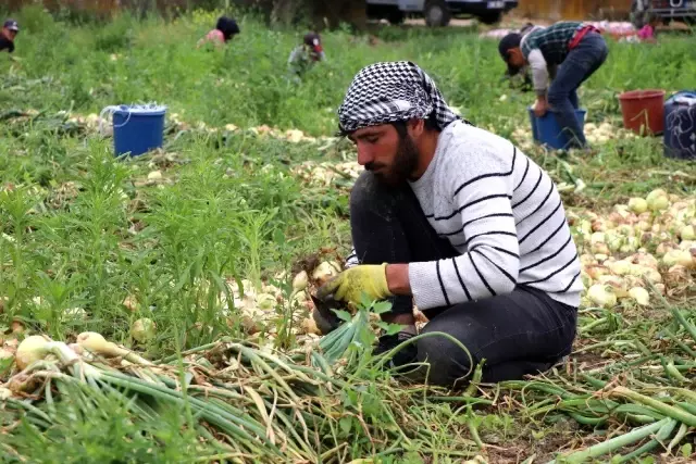 Geçen yıl 6 liraya satılan soğan 50 kuruşa kadar düştü