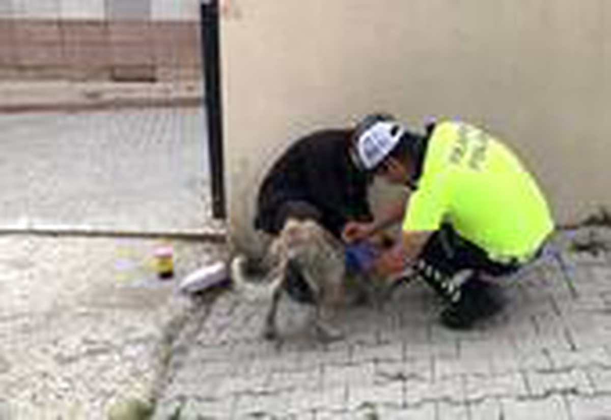 Hasta olan köpeği yakalayıp iğnesini yapan trafik polisi büyük takdir topladı