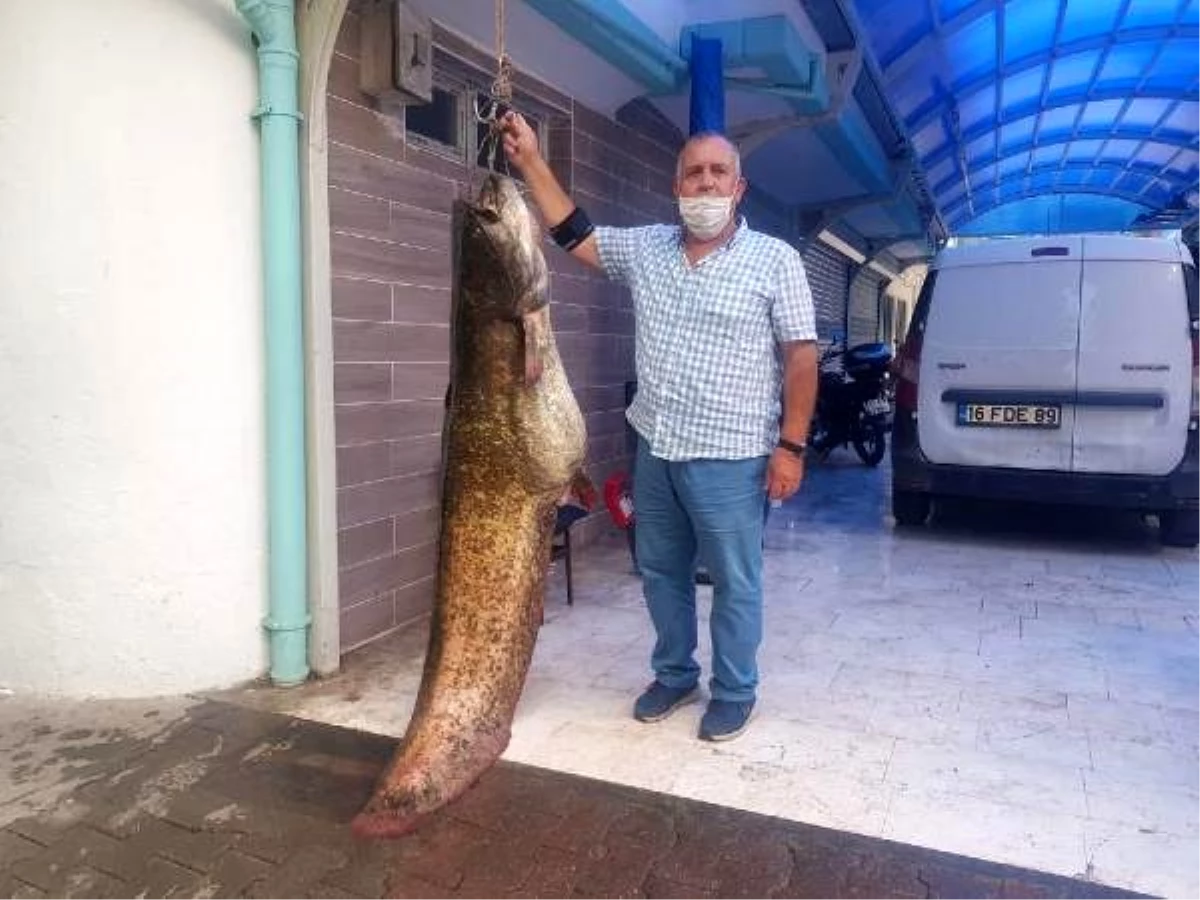 Son dakika haberleri! İznik Gölü\'nde 2 metrelik yayın balığı yakaladı